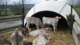 Pflegemaßnahmen eines Rinder- / Schweinebestandes 